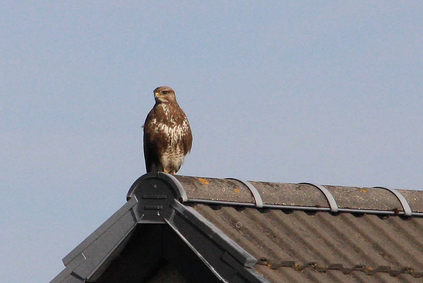 buzzard