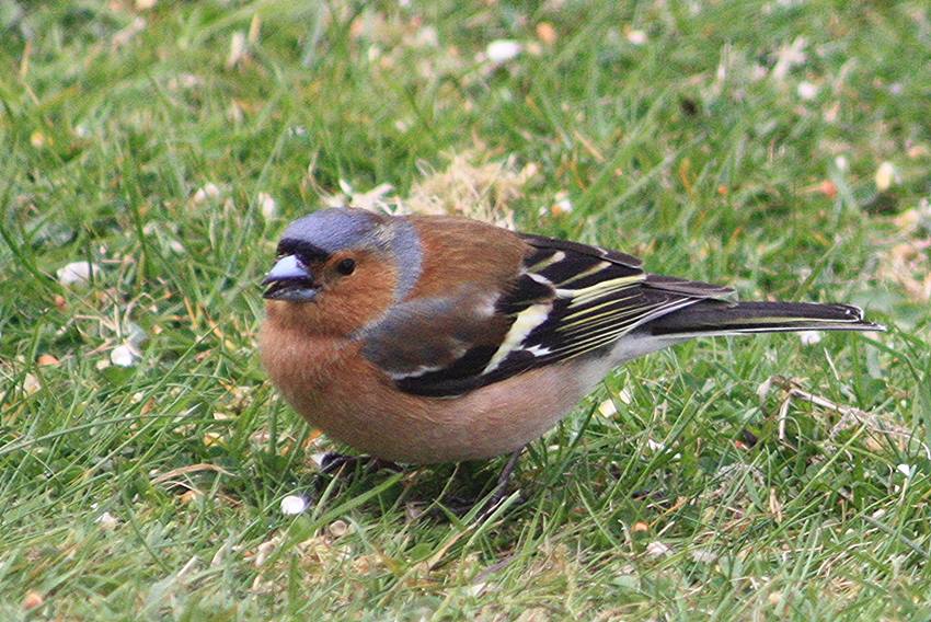 chaffinch