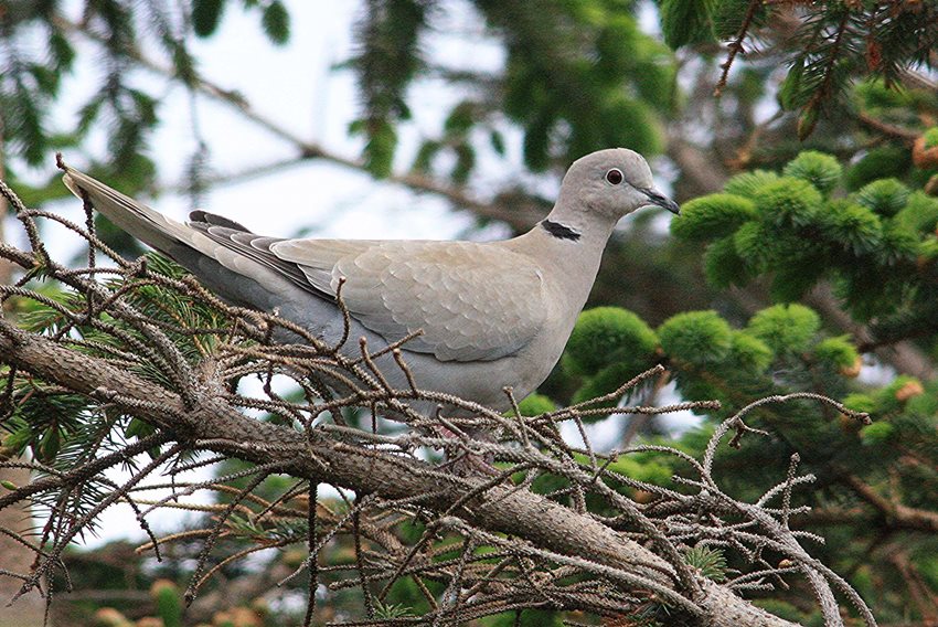 collared dove