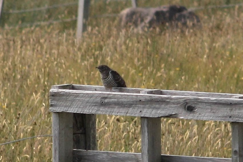 cuckoo