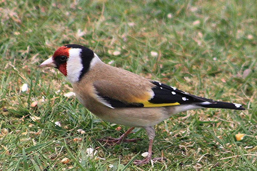 goldfinch