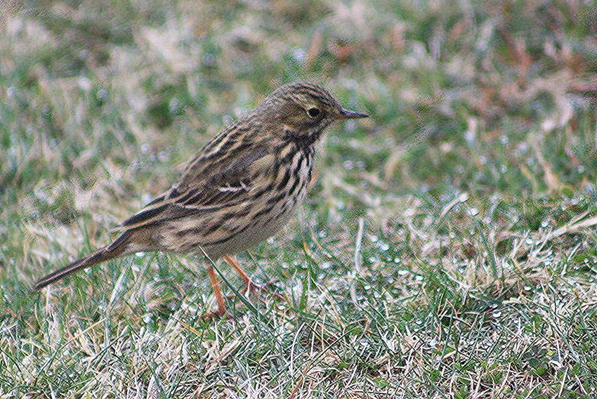 meadow pipit