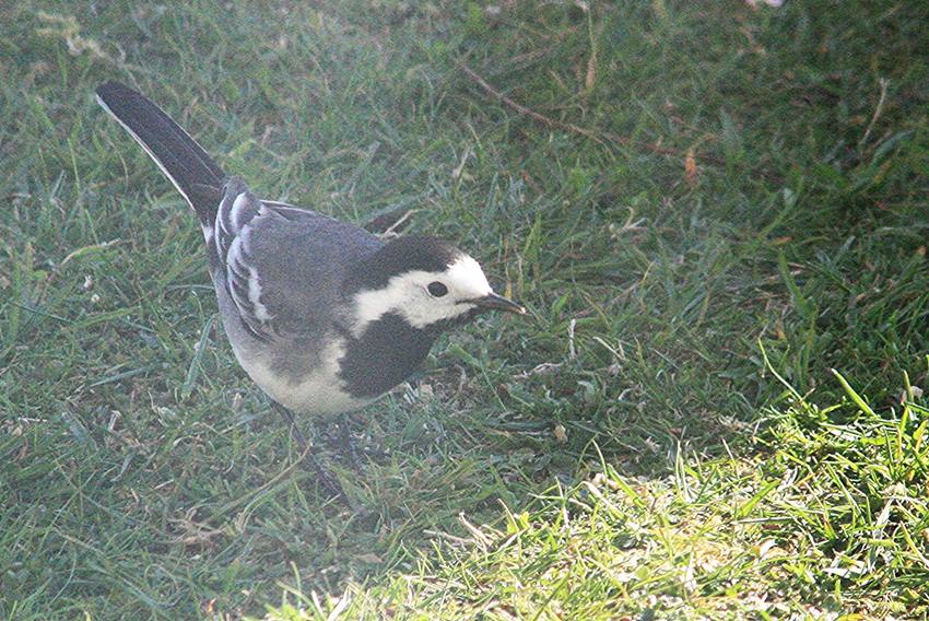 pied wagtail
