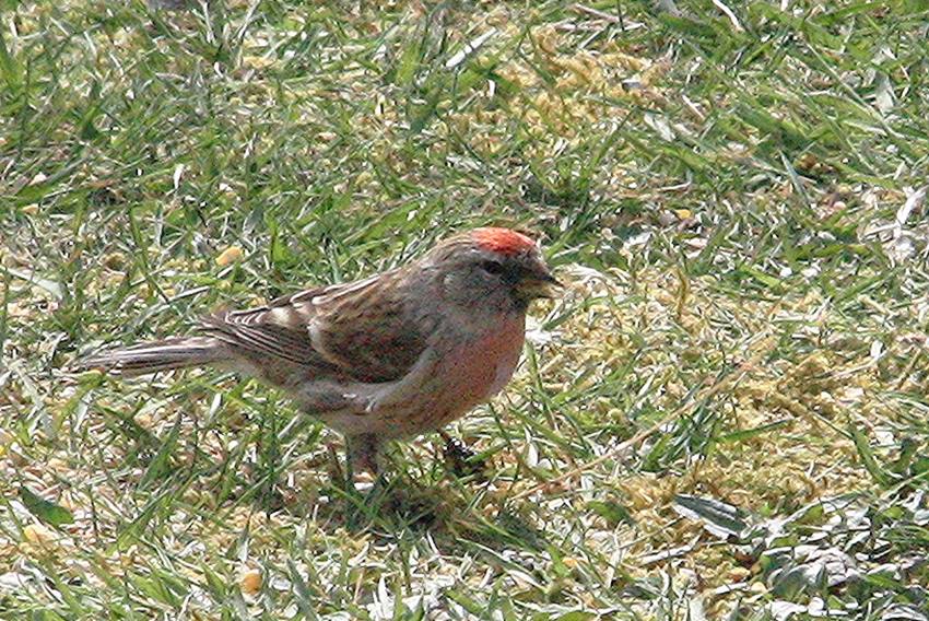 redpoll
