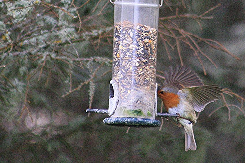 robin