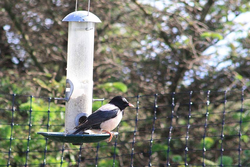 rosy starling
