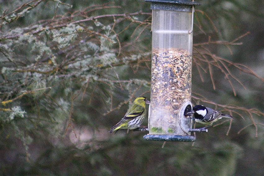 siskin