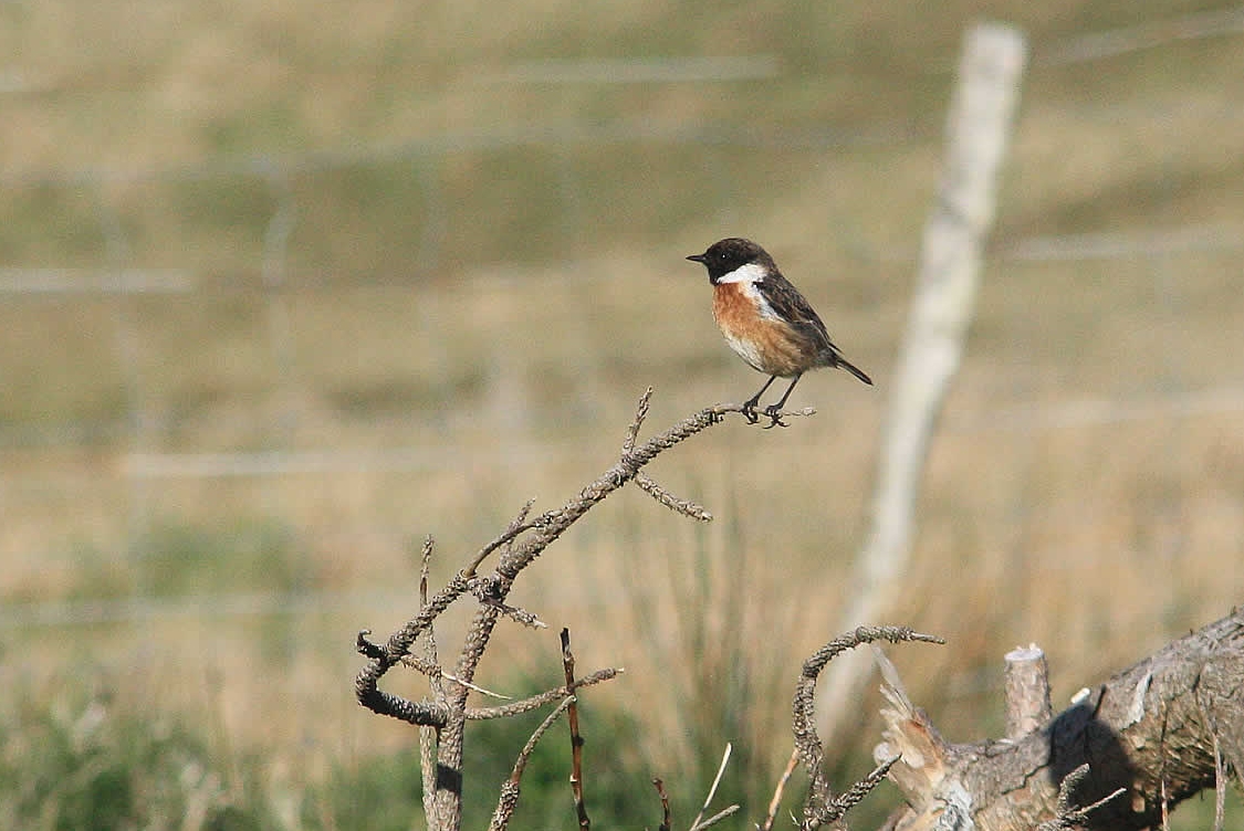 stonechat