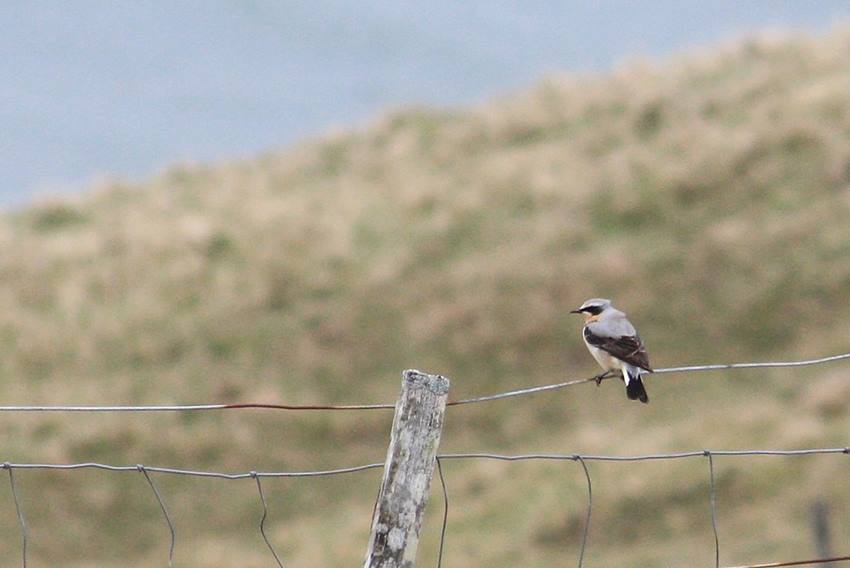 wheatear